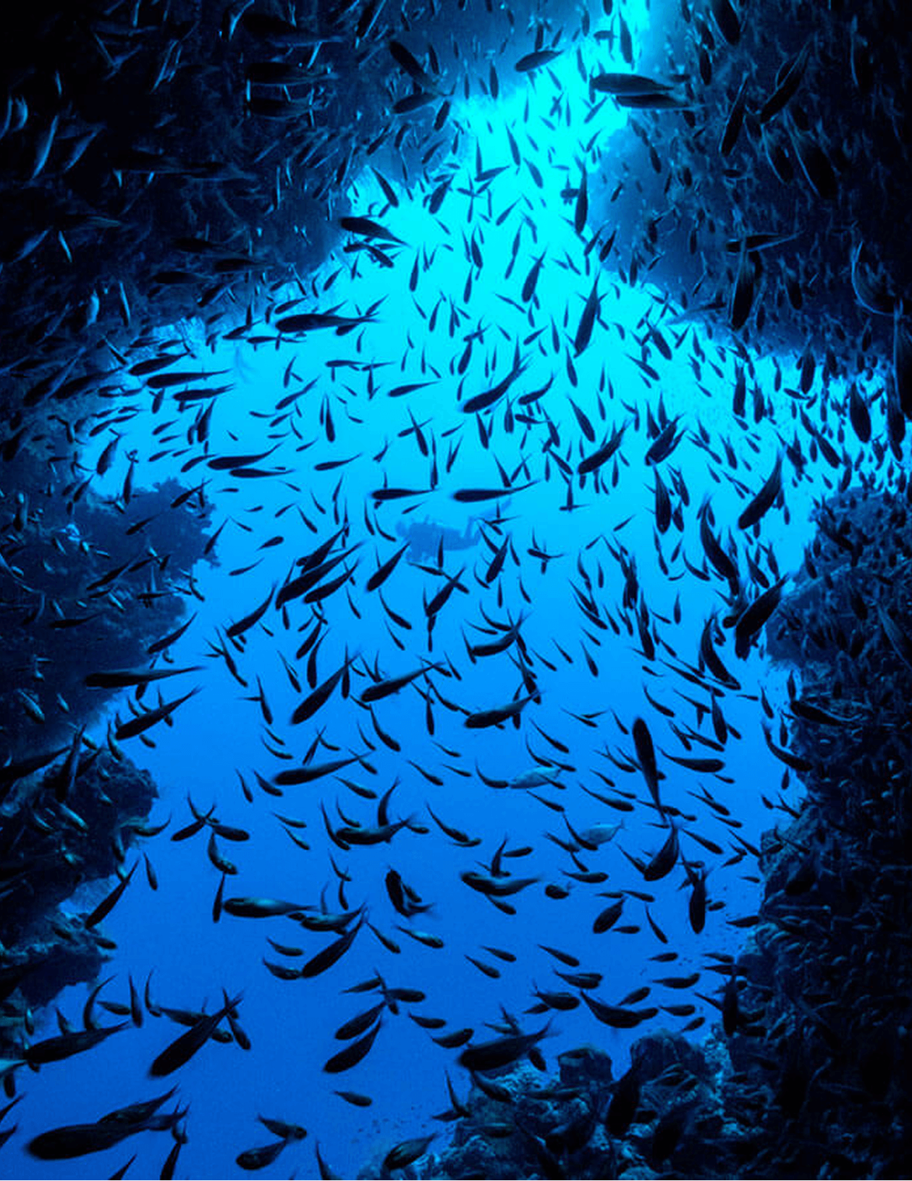 School of fish